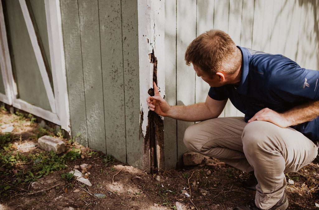 Termite Infestation in Subtropical Region and Solution
